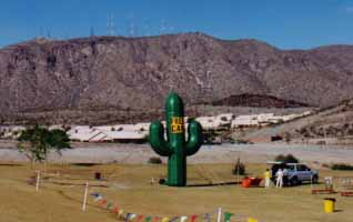 Saguaro cactus - 25' tall
